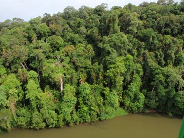 Rainforest
